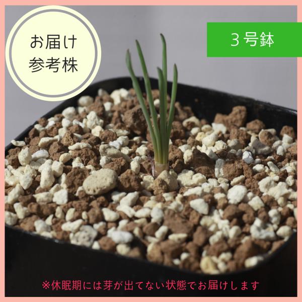 ブルビネ トルタ Bulbine Torta 多肉植物 種類 育て方 メセン 女仙 Buyee Buyee Japanese Proxy Service Buy From Japan Bot Online