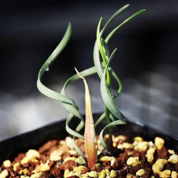 TÌNH YÊU CÂY CỎ ĐV.3 - Page 71 Erioquest_208-cyrt-heli