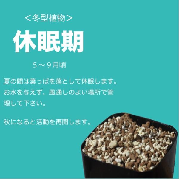 アルブカ コンコルディアナ Albuca Concordiana 実生 2 5号 Buyee Buyee 日本の通販商品 オークションの代理入札 代理購入