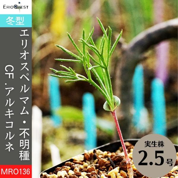 エリオスペルマム 不明種 アルキコルネ Eriospermum sp. cf エリオスペルマム 不明種 アルキコルネ Eriospermum sp. cf