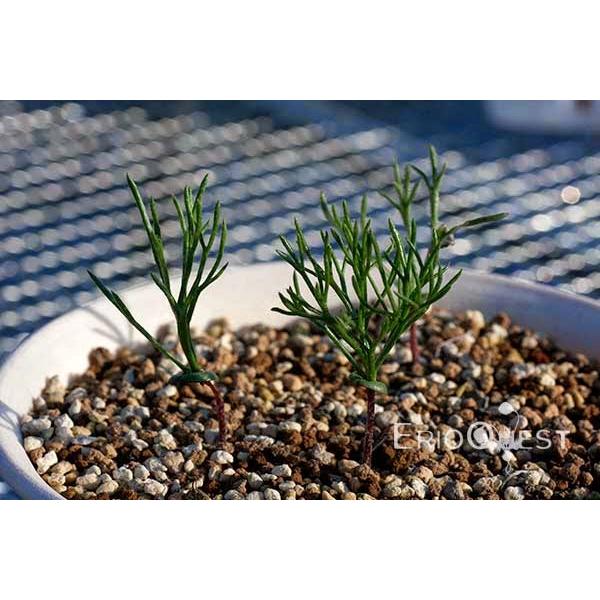 エリオスペルマム アルキコルネ 種類 販売 通販 珍しい 植物 球根 南アフリカ Mro136 Eriospermum Cf Alcicorne Buyee Buyee Japanese Proxy Service Buy From Japan Bot Online