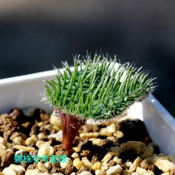 エリオスペルマム エリヌムeriospermum Erinum キジカクシ 植物 珍しい 観葉植物 珍奇植物 Buyee Buyee 日本の通販商品 オークションの代理入札 代理購入
