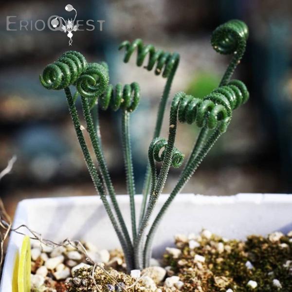 アルブカ スピラリス Albuca Spiralis 播種 キジカクシ科 花 珍しい 観葉植物 3号 Buyee Buyee 日本の通販商品 オークションの代理入札 代理購入
