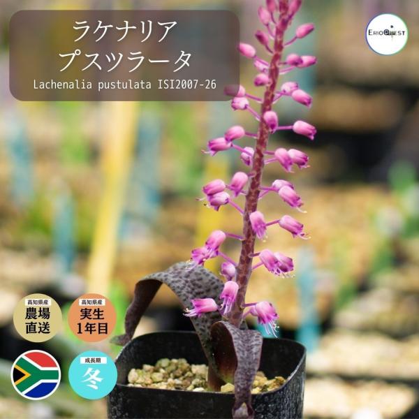 ラケナリア プスツラータ Lachenalia Pustulata Buyee Buyee 日本の通販商品 オークションの代理入札 代理購入