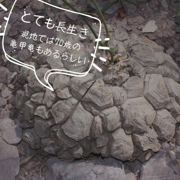 ディオスコ エレファンティぺス Dioscorea Elephantipes Buyee Buyee Japanese Proxy Service Buy From Japan Bot Online