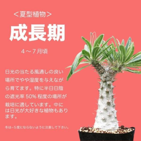 パキポディウム 塊根 コーデックス 実生 希少 通販 種類 レア 観葉 植物 ロスラツム Pachypodium Rosulatum Buyee Buyee Japanese Proxy Service Buy From Japan Bot Online