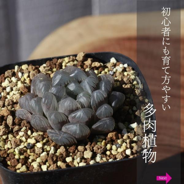 多肉 植物 ハオルチア キンビフォルミス 紫 オブツーサ Haworthia Cymbiformis Var Obtusa Purple Form Buyee Servicio De Proxy Japones Buyee Compra En Japon