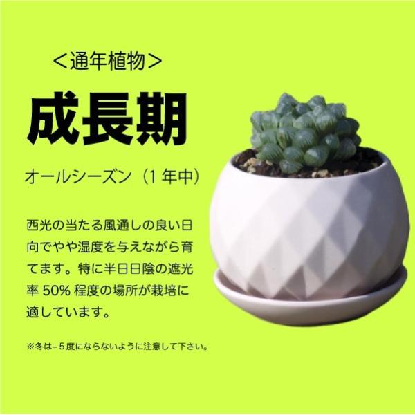 多肉植物 ハオルチア トルツオサ 五重塔 種類 Haworthia Tortuosa Buyee Buyee Japanese Proxy Service Buy From Japan Bot Online