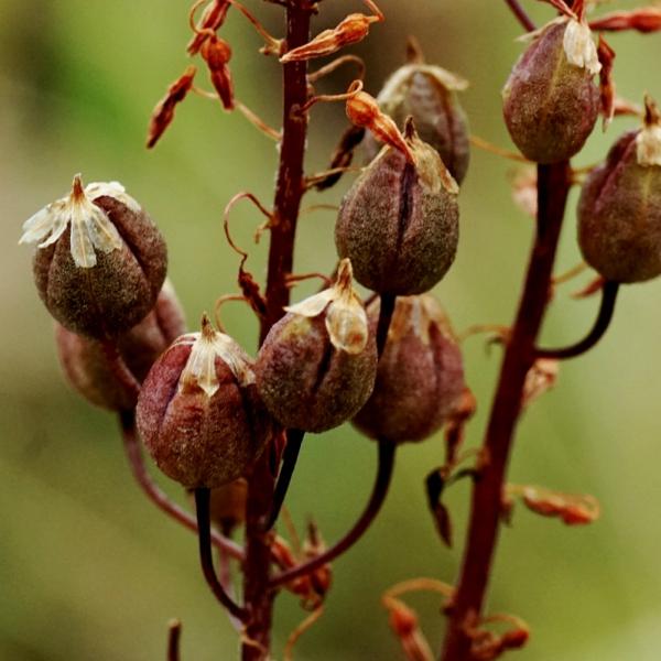 ドリミア プラティフィラ 毛羽玉 種類 花 販売 珍しい 植物 球根 Drimia Platyphylla Near Monatgue Eq395 Buyee Buyee Japanese Proxy Service Buy From Japan Bot Online