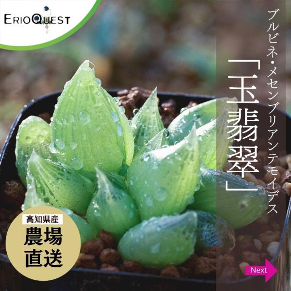 ブルビネ メセンブリアンテモイデス Bulbine Mesembryanthemoides 多肉植物 種類 育て方 メセン 女仙 Buyee Buyee 日本の通販商品 オークションの代理入札 代理購入