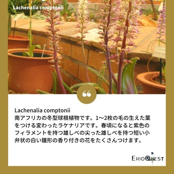 観葉植物 小さい 多肉植物 珍奇植物 ビザールプランツ 南アフリカ 球根 ラケナリア コンプトニー Eq443 Lachenalia Comptonii Eq443 Buyee Buyee Japanese Proxy Service Buy From Japan Bot Online