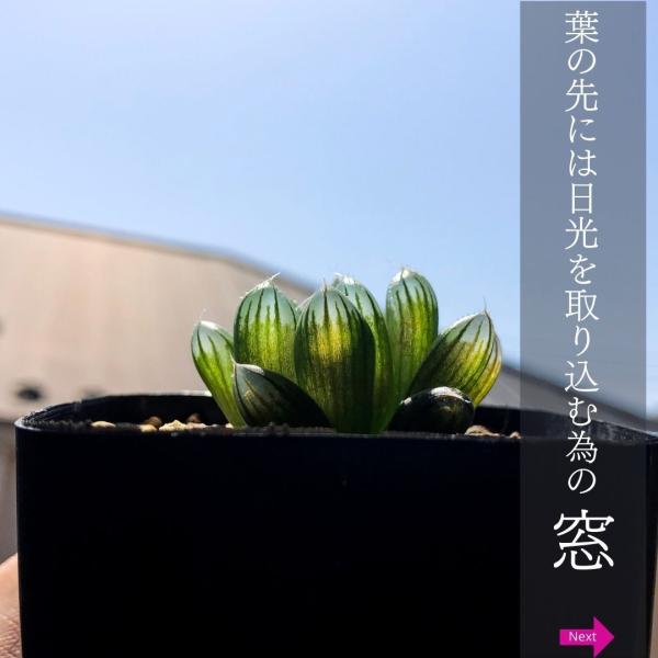 多肉植物 ハオルチア シンビフォルミス オブツーサ Haworthia Cymbiformis Buyee Buyee Japanischer Proxy Service Kaufen Sie Aus Japan