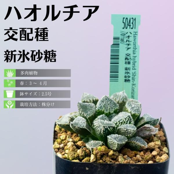 多肉植物 観葉植物 ハオルチア 交配種新 氷砂糖 エケベリア 多肉植物 観葉植物 ハオルチア 交配種新 氷砂糖 エケベリア