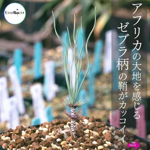 ゲチリス ベルティシラータ Gethyllis verticillata EQ554 ゲチリス ベルティシラータ Gethyllis verticillata EQ554