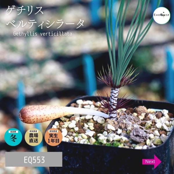 ゲチリス ベルティシラータ Gethyllis Verticillata Eq554 販売 種類 珍奇植物 南アフリカ 球根 Buyee Buyee 日本の通販商品 オークションの代理入札 代理購入