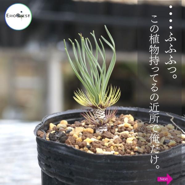 ゲチリス ベルティシラータ Gethyllis Verticillata Eq554 販売 種類 珍奇植物 南アフリカ 球根 Buyee Buyee 日本の通販商品 オークションの代理入札 代理購入
