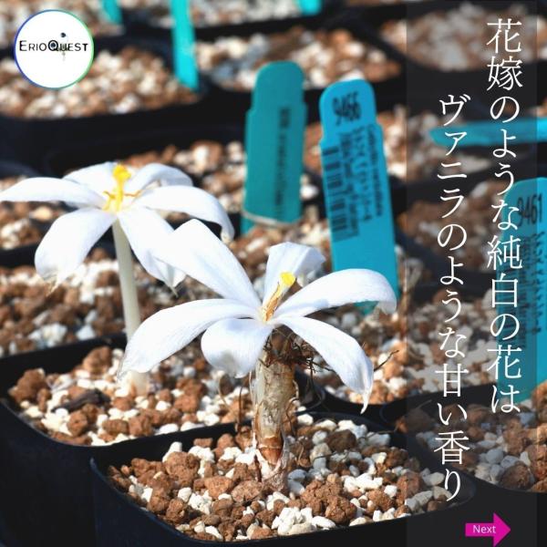 ゲチリス ベルティシラータ Gethyllis Verticillata Eq554 販売 種類 珍奇植物 南アフリカ 球根 Buyee Buyee 日本の通販商品 オークションの代理入札 代理購入