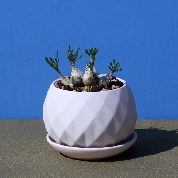 ピンク 鉢 入り オーニソガラム リトプソイデス Ornithogalum Lithopsoides Eq612 オシャレ 鉢 インテリア 3号 Buyee Buyee Japanese Proxy Service Buy From Japan Bot Online