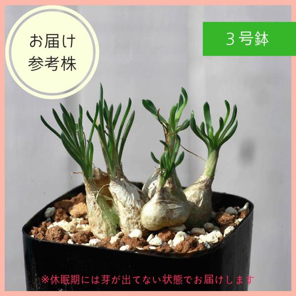 オーニソガラム リトプソイデス Ornithogalum Lithopsoides Eq612 種類 花 球根 Buyee Buyee 提供一站式最全面最專業現地yahoo Japan拍賣代bid代拍代購服務 Bot Online