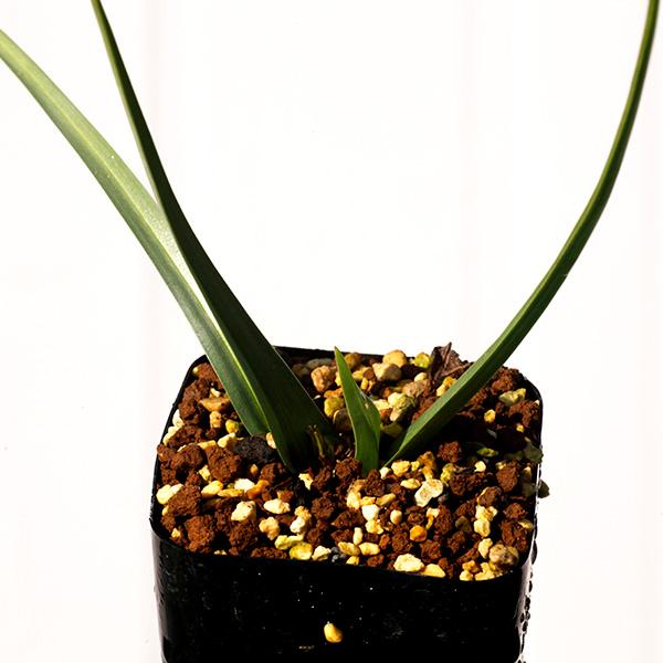観葉 植物 珍しい サボテン球根 実生 通販 希少 アンドロキンビウム ロンギペス Eq700 Androcymbium Longipes 700 Long Eq70 Erioquest 通販 Yahoo ショッピング