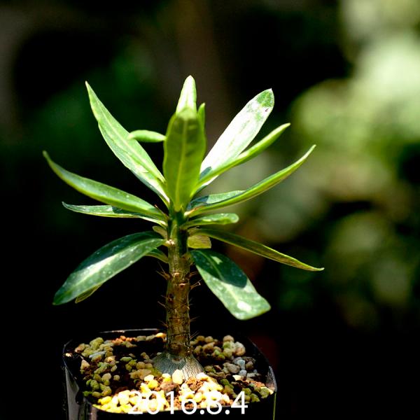 パキポディウム サキュレンタム Pachypodium Succulentum Eq725 塊根植物 コーデックス 種類 Buyee Buyee 日本の通販商品 オークションの代理入札 代理購入