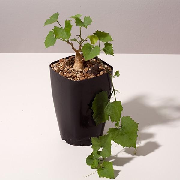 観葉 植物 塊根 コーデックス 実生 通販 希少 イベルビレア リンドヘイメリ Eq793 Ibervillea Lindheimeri Eq793 793 Lind Eq79 Erioquest 通販 Yahoo ショッピング