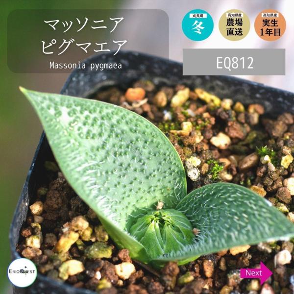 マッソニア ピグマエア Massonia Pygmaea 種類 販売 通販 珍しい 植物 球根 希少 南アフリカ Eq812 Buyee 日本代购平台 产品购物网站大全 Buyee一站式代购 Bot Online