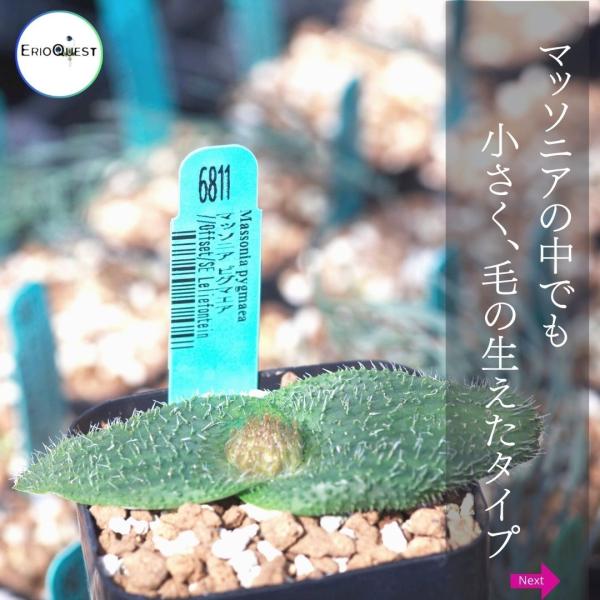 マッソニア ピグマエア Massonia Pygmaea 種類 販売 通販 珍しい 植物 球根 希少 南アフリカ Eq812 Buyee Buyee Japanischer Proxy Service Kaufen Sie Aus Japan