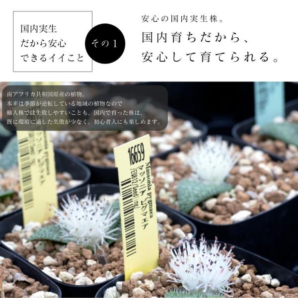 マッソニア ピグマエア Massonia Pygmaea 種類 販売 通販 珍しい 植物 球根 希少 南アフリカ Eq812 Buyee Buyee Japanischer Proxy Service Kaufen Sie Aus Japan