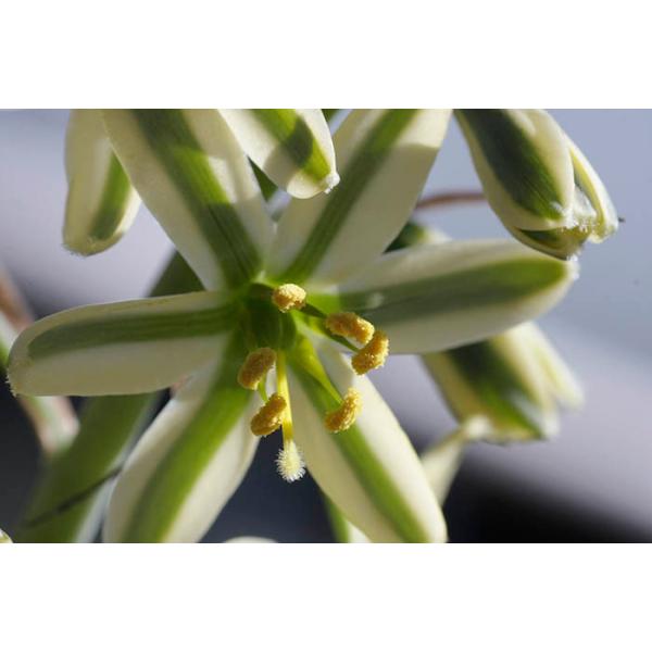 アルブカ コンコルディアナ大型 Albuca Concordiana 種類 実生 Buyee 日本代购平台 产品购物网站大全 Buyee一站式代购 Bot Online