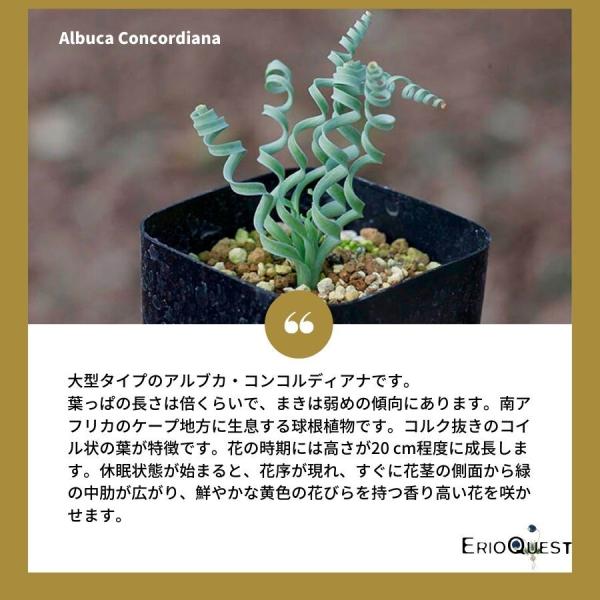 アルブカ コンコルディアナ大型 Albuca Concordiana 種類 実生 Buyee 日本代购平台 产品购物网站大全 Buyee一站式代购 Bot Online