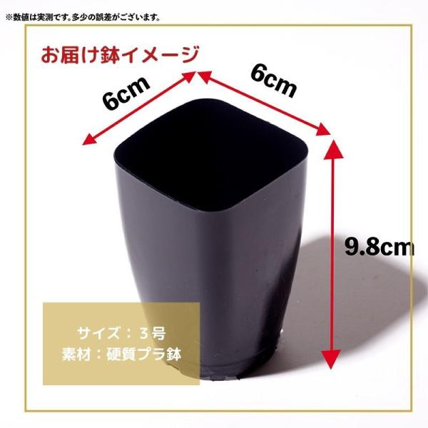 アルブカ コンコルディアナ大型 Albuca Concordiana 種類 実生 Buyee Buyee Japanese Proxy Service Buy From Japan Bot Online