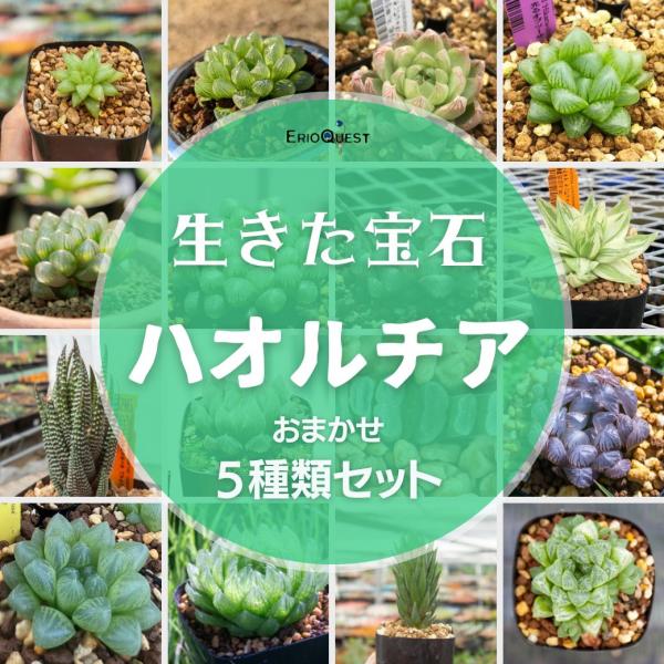 多肉植物 寄せ植え ハオルチア セット 5 種類 観葉植物 インテリア Haworthia Buyee Buyee Japanese Proxy Service Buy From Japan Bot Online
