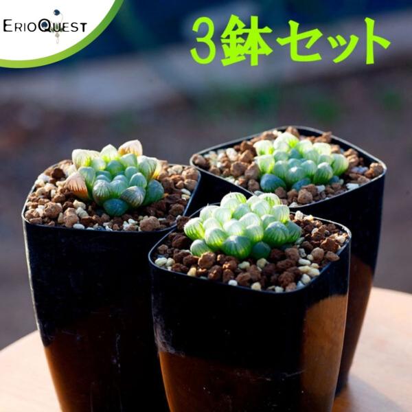 ハオルチア オブツーサ3鉢セット Haworthia Cymbiformis Var Obtusa多肉 植物 寄せ植え セット 初心者 おしゃれ ハオルチア オブツーサ 卓上サイズ 3号 Buyee Buyee Japanese Proxy Service Buy From Japan Bot Online