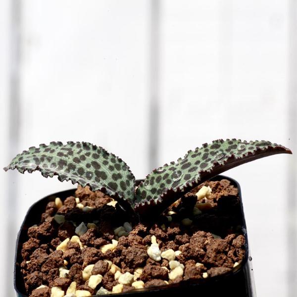 夏型球根6鉢セット 寄せ植え レスノヴァ レデボウリア ドリミオプシス ケープバルブ エリオクエスト Buyee Buyee 日本の通販商品 オークションの代理入札 代理購入