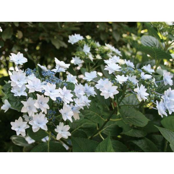 あじさい 隅田の花火の通販 価格比較 価格 Com