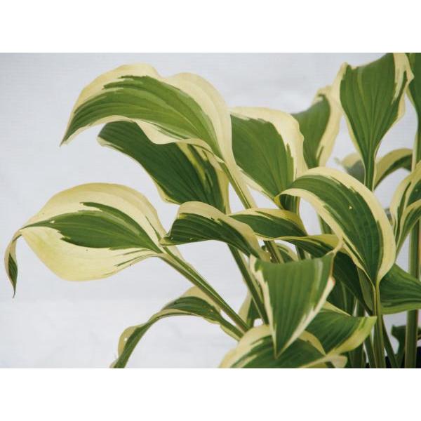 M{EVi[jzX^EOh}X^[i劔jO A  N