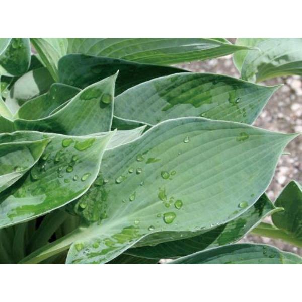 苗 ギボウシの人気商品 通販 価格比較 価格 Com