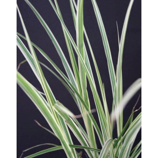 XXLEV}XXLiȔ 劔j OXK[f A  Ԓd N