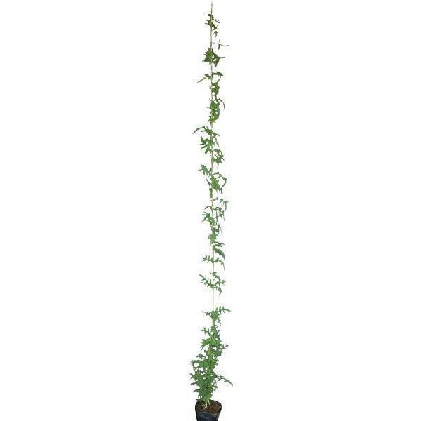 緑のカーテン ツル性植物 ハゴロモジャスミン 羽衣素馨 大株 白花 香りよし 常緑つる性木本 観葉植物 Buyee Buyee Japanese Proxy Service Buy From Japan Bot Online