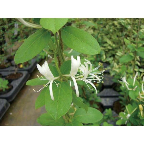 ΂̃J[e cA XCJY zi劔jEF 悵 t 鐫 ؖ{