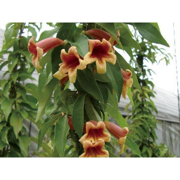 緑のカーテン ツル性植物 ビグノニア 大株 カレーフラワー 香りよし 常緑つる 性木本 N0259 Otk エストアガーデン 通販 Yahoo ショッピング