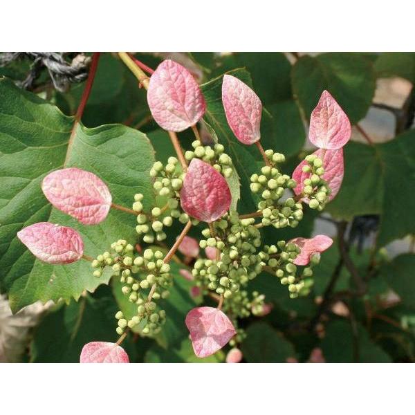 ΂̃J[e cA CK~i◍݁jE[Ei劔j F t 鐫