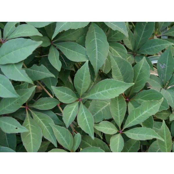 ΂̃J[e cA icd^Ew[d^ gt t鐫