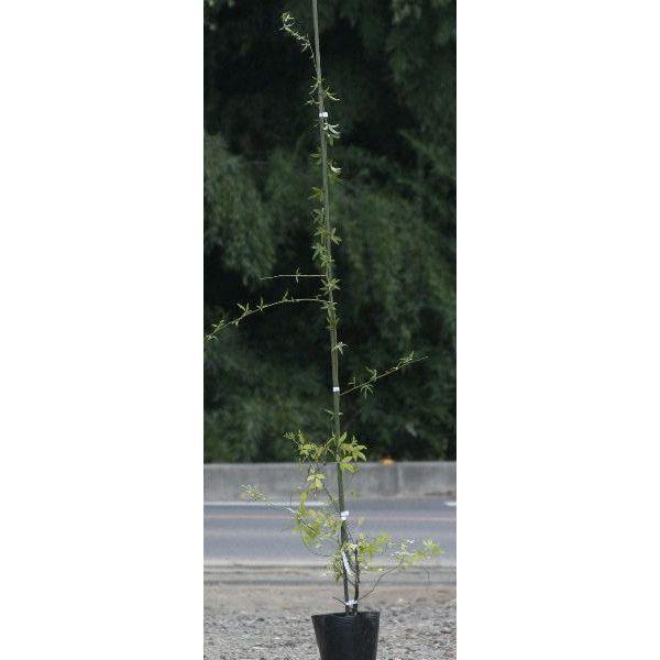 緑のカーテン ツル性植物 モッコウバラ 木香薔薇 黄 大株 トゲなし 常緑つる性低木 Buyee Buyee บร การต วกลางจากญ ป น ซ อจากประเทศญ ป น
