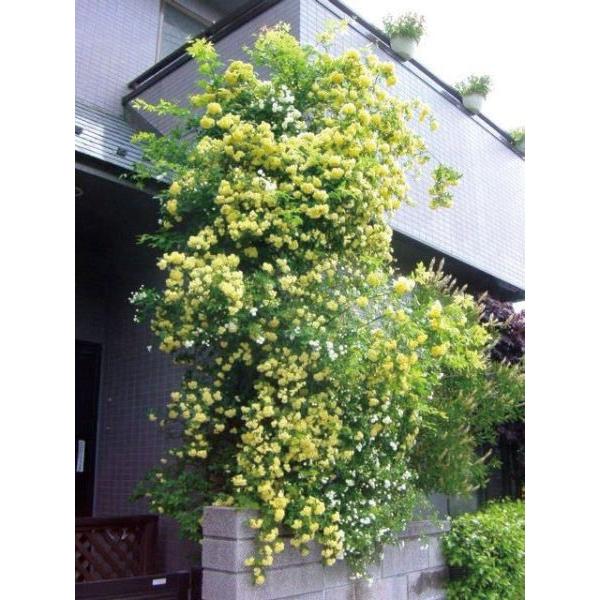 緑のカーテン ツル性植物 モッコウバラ 木香薔薇 黄 大株 トゲなし 常緑つる性低木 Buyee Buyee 提供一站式最全面最專業現地yahoo Japan拍賣代bid代拍代購服務 Bot Online