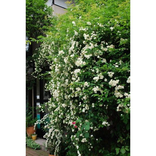 肌触りがいい 緑のカーテン ツル性植物 モッコウバラ 木香薔薇 黄 大株 トゲなし 常緑つる性低木 緑のカーテン ツル性植物 で日除け 暑さ対策 省エネ対策 クライマックスセール再値下げ