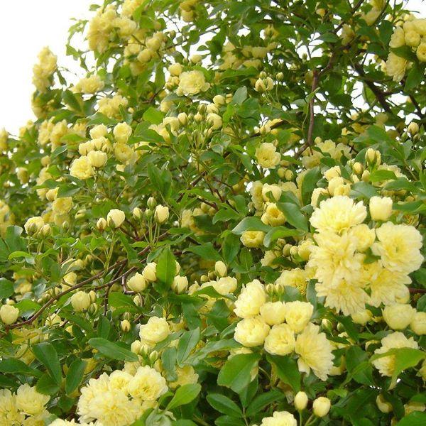 緑のカーテン ツル性植物 モッコウバラ 木香薔薇 黄 大株 トゲなし 常緑つる性低木 Buyee 日本代购平台 产品购物网站大全 Buyee一站式代购 Bot Online