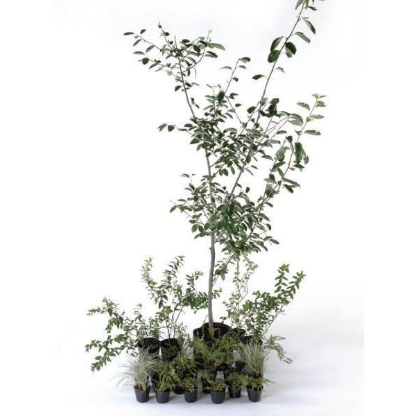 i` Ȃ ZbgAbvK[f A c  Zbgi