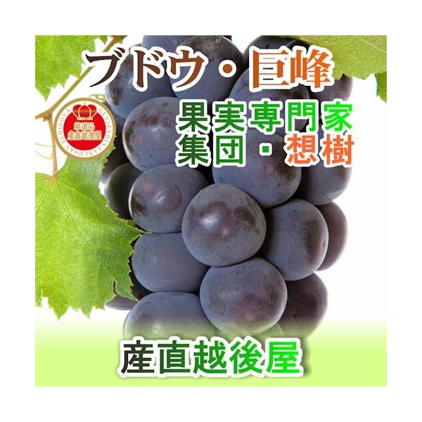 t[c Ԃǂ uhE  V OʎƏWc z ㊮nԂǂ t 2[i350g`450gj 